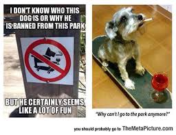 Specifically This Dog Best Funny Pictures Reddit Funny Funny Pictures