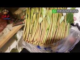 Check spelling or type a new query. Ø£Ù…ÙŠØ§Ù„ Ø§Ø±Ø­Ø¨ÙŠ Ø¨ÙŠØ§Ø¶ Ø±Ù‚Ù… ÙˆØ§Ø­Ø¯ Ù…Ù„Ùƒ Ø£Ù„Ø£Ø±Ø­Ø¨ÙŠ Ø§Ù„Ø§Ø¬ÙˆØ¯ Ø£Ù†ÙˆØ§Ø¹ Ø§Ù„Ù‚Ø§Øª Ø§Ù„Ø§Ø±Ø­Ø¨ÙŠ Ù„Ø·Ù„Ø¨ Ø§ØªØµÙ„ 967712146022 Youtube