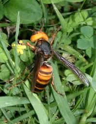 This wasp is native to the western hemisphere, from canada to south america, and provisions its young with various meal types of paralyzed orthoptera. Wsda Agbriefs Don T Squish Me Local Insects Asian Giant Hornets And The Case Of Mistaken Identities