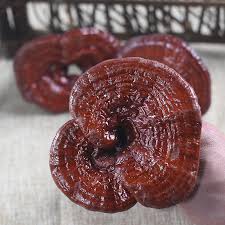 Image result for Ganoderma lucidum