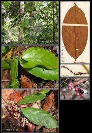 Image result for Antidesma