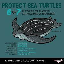 Pin By Patti Benson On Turtles Sea Turtle Turtle Leatherback Turtle