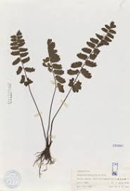 Image result for Adiantum soboliferum