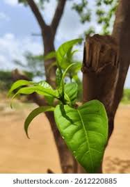 Image result for Tabernanthe