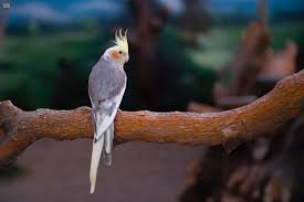Fonghuanggu bird and ecology park, nantou, taiwan. The Feathered Beauties Of Al Hada Bird Park