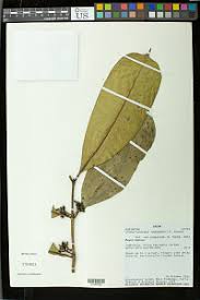 Image result for Craterispermum schweinfurthii