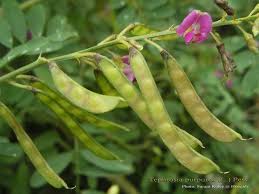 Image result for Tephrosia aequilata