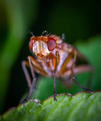 Mar 30, 2021 · cut the nest from the tree and leave it in the sun the next day or freeze it to kill the wasps inside. What Is A Paper Wasp And How Can I Get Rid Of Them Garden And Happy