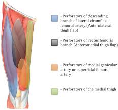 The thigh is the area between the hip and the knee joint. Vascular Anatomy Of The Anteromedial Thigh Flap Sciencedirect