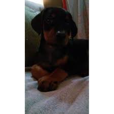We did not find results for: Doberman Puppies For Sale In Ohio L2sanpiero