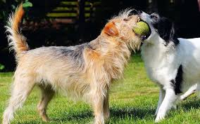 Teach a dog to drop it, and it will be useful for your dog's lifetime, perhaps even saving its life. Teach Your Dog To Drop It Woof Report The Best Email Newsletter For Dog Lovers