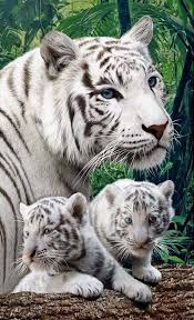 Deux Bb Tigres Blancs Et Leur Mere Magnifiques Bb Blancs Deux Leur Magn Bb Blancs Deux Sevimli Hayvan Yavrulari Evcil Hayvanlar Hayvan Bebekler