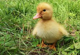 Though slow to mature, these dogs are very biddable and make good family pets. The Best Duck Breeds For Beginners Weed Em Reap