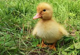 Though slow to mature, these dogs are very biddable and make good family pets. The Best Duck Breeds For Beginners Weed Em Reap