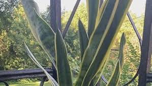Image result for Vahadenia laurentii