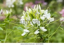 Image result for Cleome densifolia
