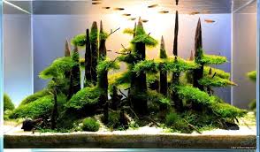 Wichian Janjira Aquariums Plantes Aquatiques Planted Aquarium