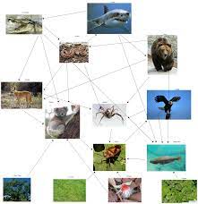 Food Web Maker Template Editable Food Web Template To Quickly Create Your Own Food Web Edit This Example And Create Your Own Food Web Web Template Templates