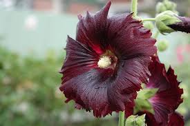 Check spelling or type a new query. Update Your Garden With Dark Dramatic Plants The Garden Glove