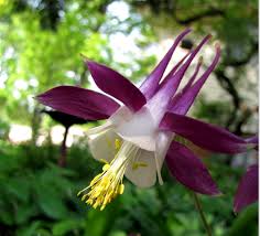Pin On Flores De Papel