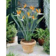 Fakat çiçekleri, çiçekleri gösterişli iç mekân süs bitkileri kadar güzel. Ic Mekan Bitkileri Modelleri Ve Fiyatlari Tekzen