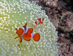 1.3m followers 31k followers 33k followers 10k followers. Thanks To Light Pollution Clownfish Eggs Have Difficulties To Hatch Now
