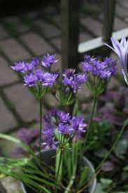 漂亮的紫灯花，花期长，花量大，耐热耐晒又耐寒！_种植