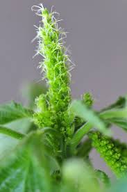 Image result for Acalypha nyasica