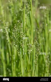 Image result for Briza minor