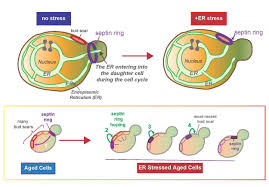 Cell division is the process by which a parent cell divides into two or more daughter cells. Researchers Identify Key Players In Cell Division
