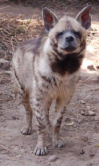 Hyaena hyaena (Linnaeus, 1758) | Species