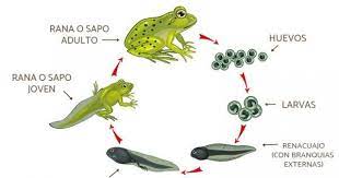 Animales Que Sufren La Metamorfosis En Su Desarrollo Metamorfosis Metamorfosis Del Sapo Sapos Y Ranas