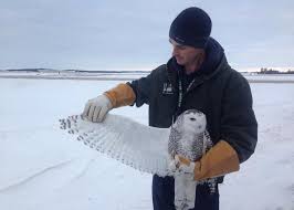 Why Do Birds Fly South For The Winter Biology You Can Follow Three Satellite Tagged Snowy Owls Visiting Michigan Right Now Snowy Owl Snowy Owl
