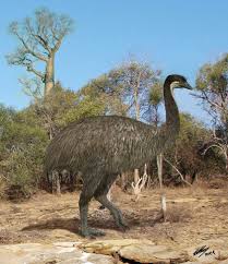 Kiwi Emu Birds That Cannot Fly Big Flightless Birds Come From High Flying Ancestors Prehistoric Animals Flightless Bird Extinct Animals