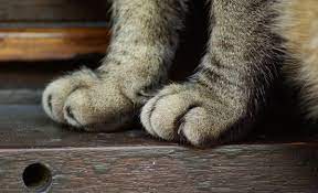 Die Katze Humpelt Ein Ernstzunehmendes Symptom Santevet