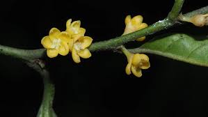 Image result for Pandaceae