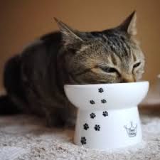 With numerous cat feeding bowls ranging from ceramic, plastic and stainless steel bowls in the market. Necoichi Cat Friendly Raised Ceramic Bowl Review The Pros And Cons