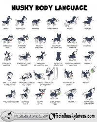 Husky Language So True Adorable Animals Dog Body