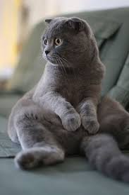 Scottish Fold Cats Sometimes Like To Stay In Strange Positions Buddha Position Is The Most Favorite Position Cat Scottish Fold Cats Cute Animals