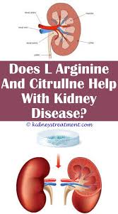 Cat With Kidney Disease Symptoms Kidney Disease Calcium Kidney Disease Calcium Chronic Kidney Disease P Polycystic Kidney Disease Kidney Disease Kidney Cleanse