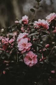 Download the perfect floral wallpaper pictures. Camellia Photo By Annie Spratt Anniespratt On Unsplash Flowers Photography Wallpaper Flowers Photography Photography Wallpaper