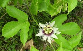 Image result for Passiflora edulis