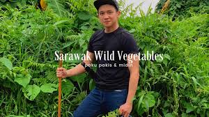 Pp leisure resort is located at bukit katil, melaka. Episode 35 Sarawak Wild Vegetables Paku Pakis Midin Bidin ç ‚åŠ³è¶Šçš„é‡Žèœ è¿‡å±±çŒ«å'Œç¾ŽèŽ² Youtube