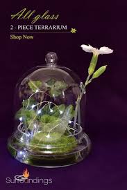 We did not find results for: 310 Terrarium Centerpieces Ideas In 2021 Terrarium Centerpiece Terrarium Centerpieces