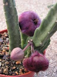 Truly original gifts · fresh flower guarantee · 24/7 customer service Imola Regos My Stapeliads Facebook Cactus Plants Cactus Flower Unusual Plants