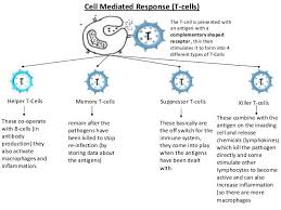 Image Result For Chart Of T Cell Types T Cell No Response