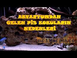 Aquarium Fish Fish Species Cichlid Birth Cichlid Aquarium Cichlid Fish Youtube