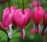 Are bleeding hearts annual or perennial? Dwarf Bleeding Heart Deep Pink 1 Gallon Perennial Plants Gardener Direct