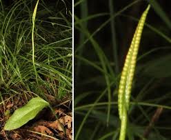 Image result for Ophioglossum reticulatum