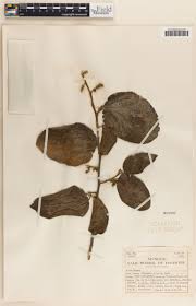 Image result for Trimeria